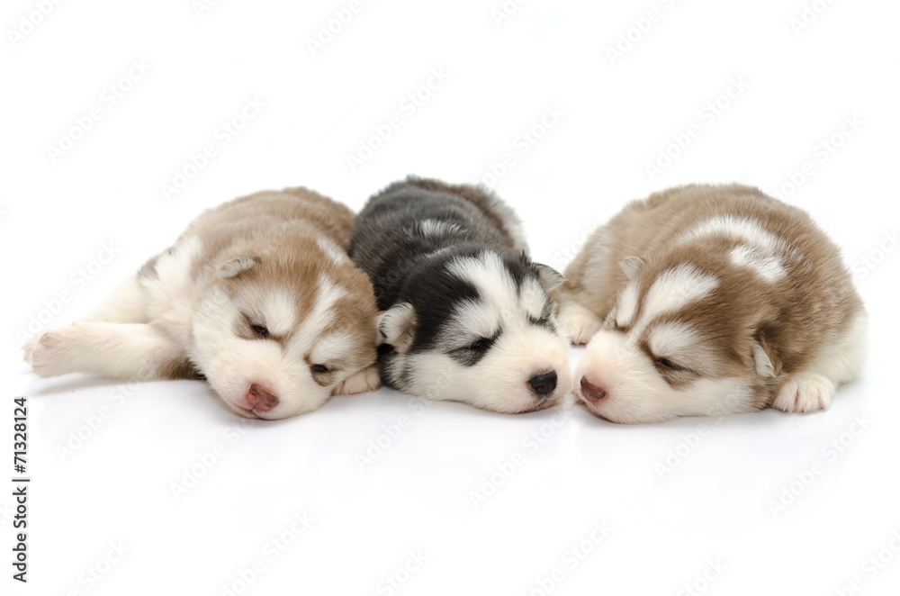Cute puppies siberian husky sleeping on white background Cute puppies siberian husky sleeping on white background