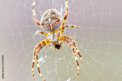 Kreuzspinne im Netz photo