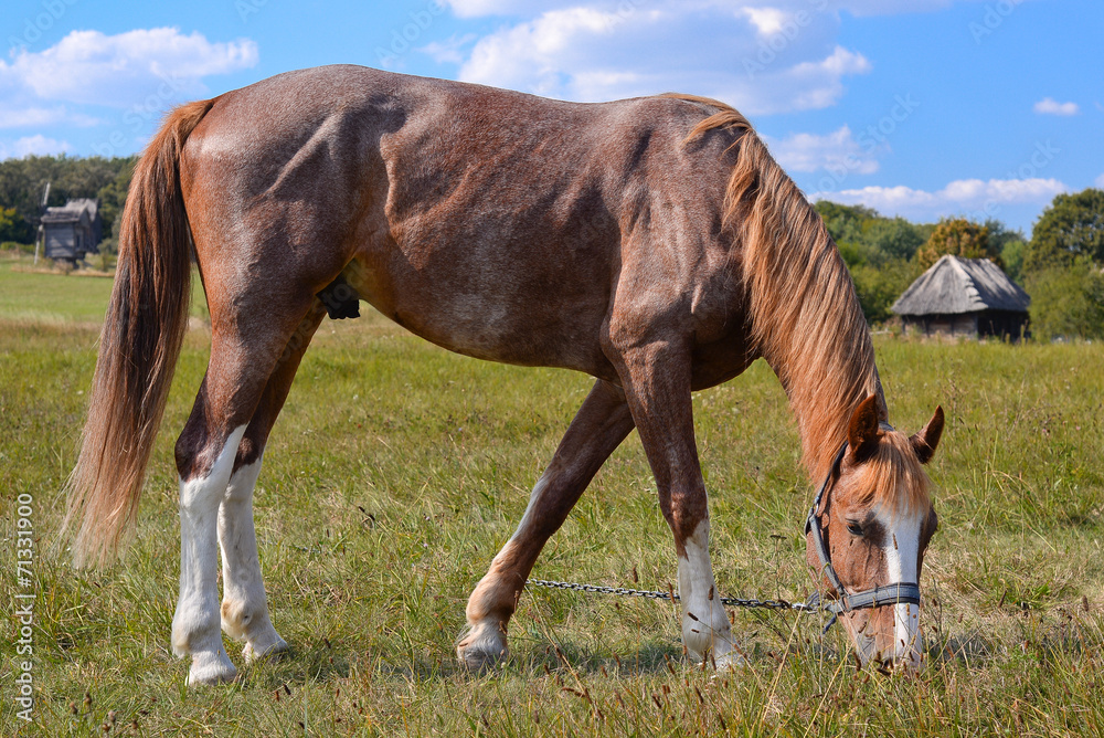 Horse on background of pasture