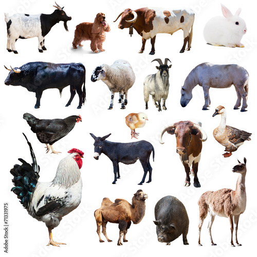 Set of rooster and other farm animals. Isolated over white © JackF