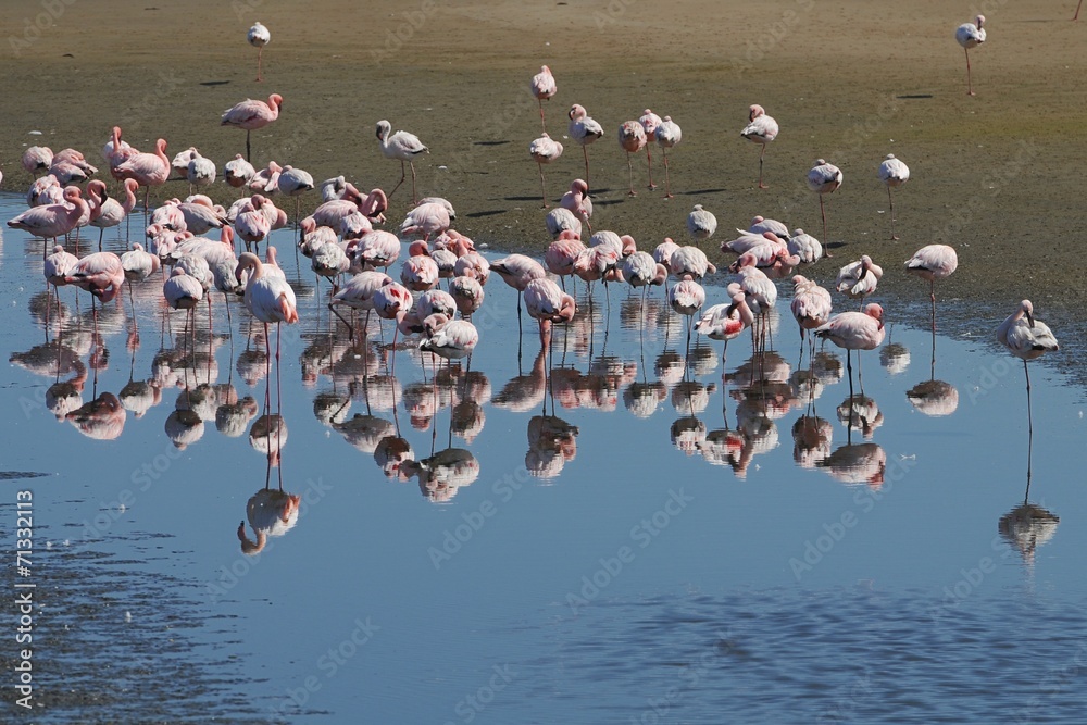 Fototapeta premium Flamingos (Phoenicopteridae) in der Lagune von Walvisbay