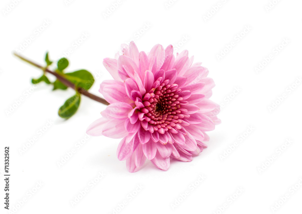 beautiful chrysanthemum isolated