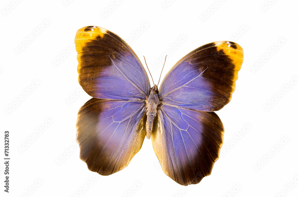 Fototapeta premium butterfly isolated