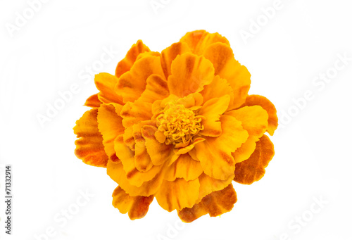 Fototapeta Naklejka Na Ścianę i Meble -  marigold flowers
