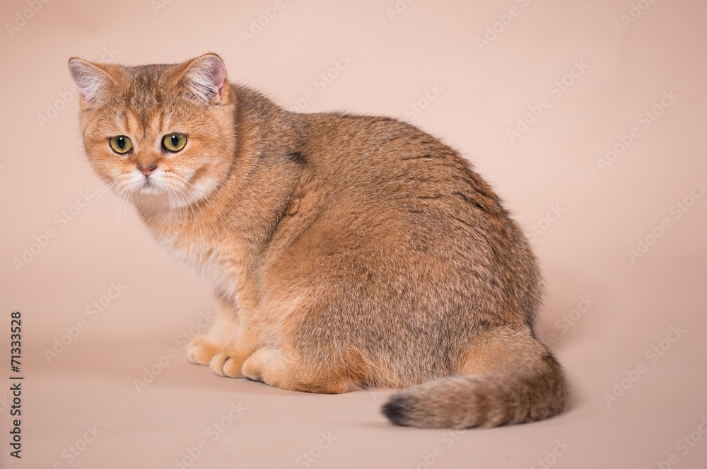British shorthair cat British shorthair cat