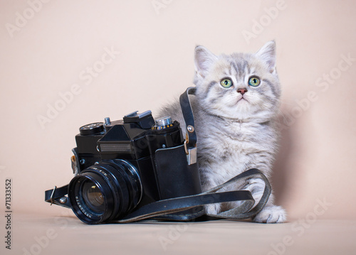 British shorthair cat with camera photo