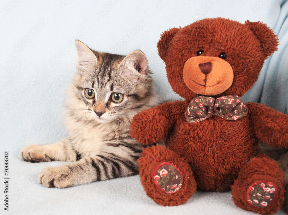 grey kitten and bear-cub on a blue background