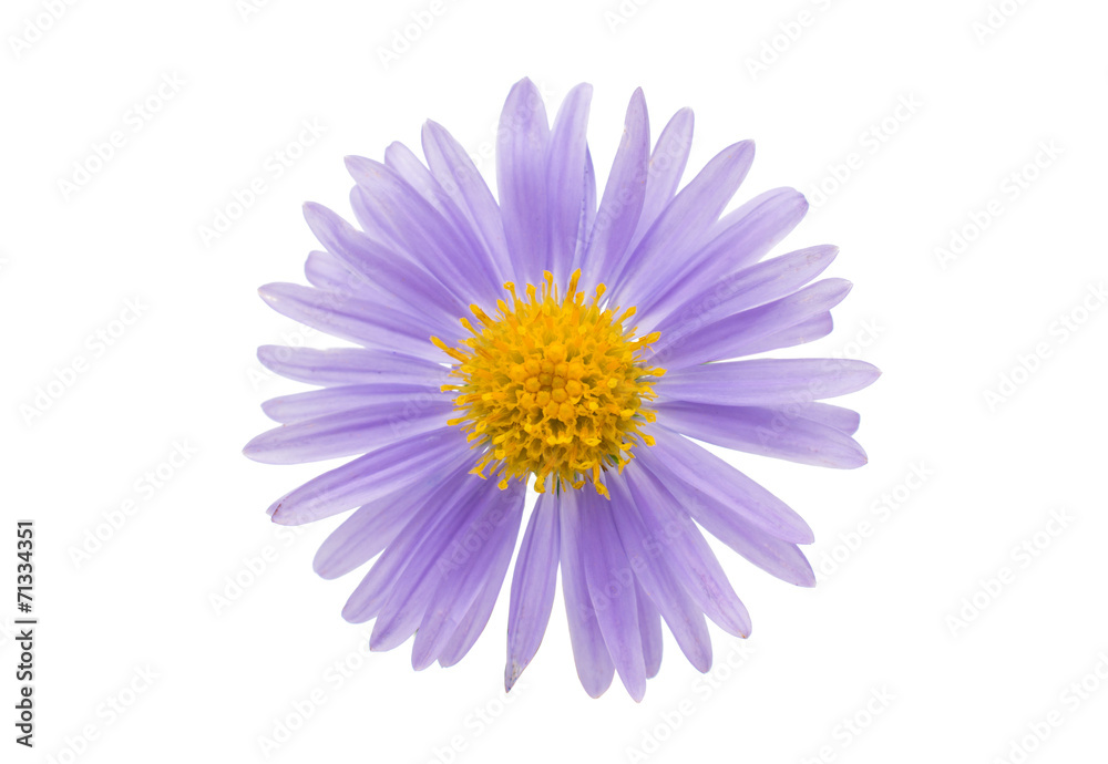 small chrysanthemum flowers small chrysanthemum flowers