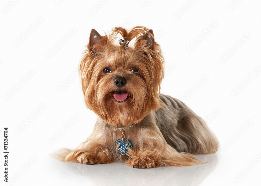 Dog. Yorkie puppy on white gradient background Dog. Yorkie puppy on white gradient background