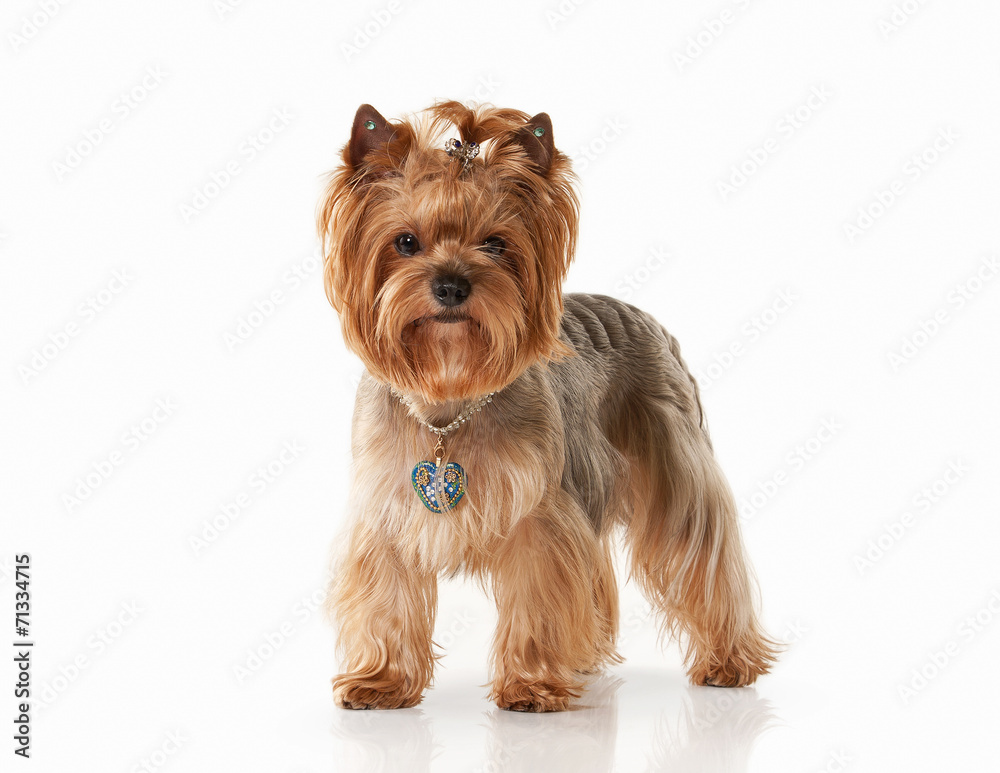 Dog. Yorkie puppy on white gradient background Dog. Yorkie puppy on white gradient background