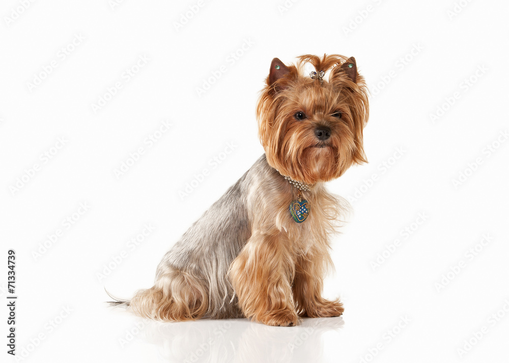 Dog. Yorkie puppy on white gradient background Dog. Yorkie puppy on white gradient background