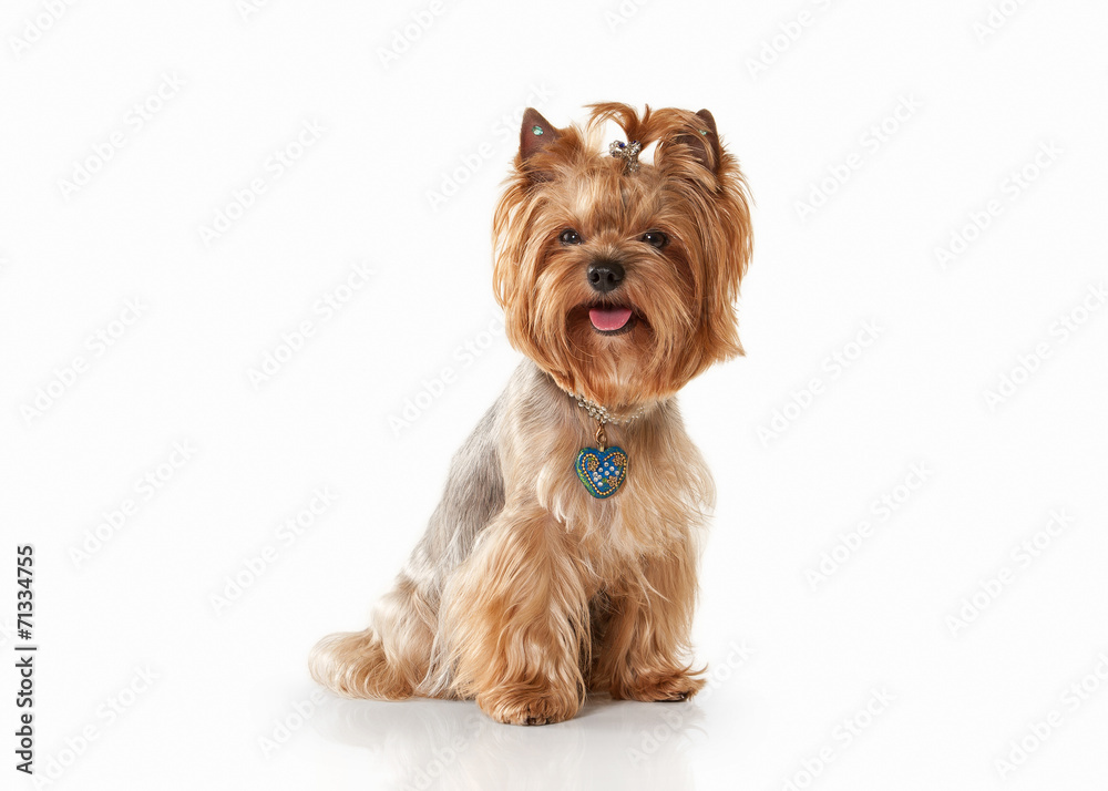 Dog. Yorkie puppy on white gradient background Dog. Yorkie puppy on white gradient background