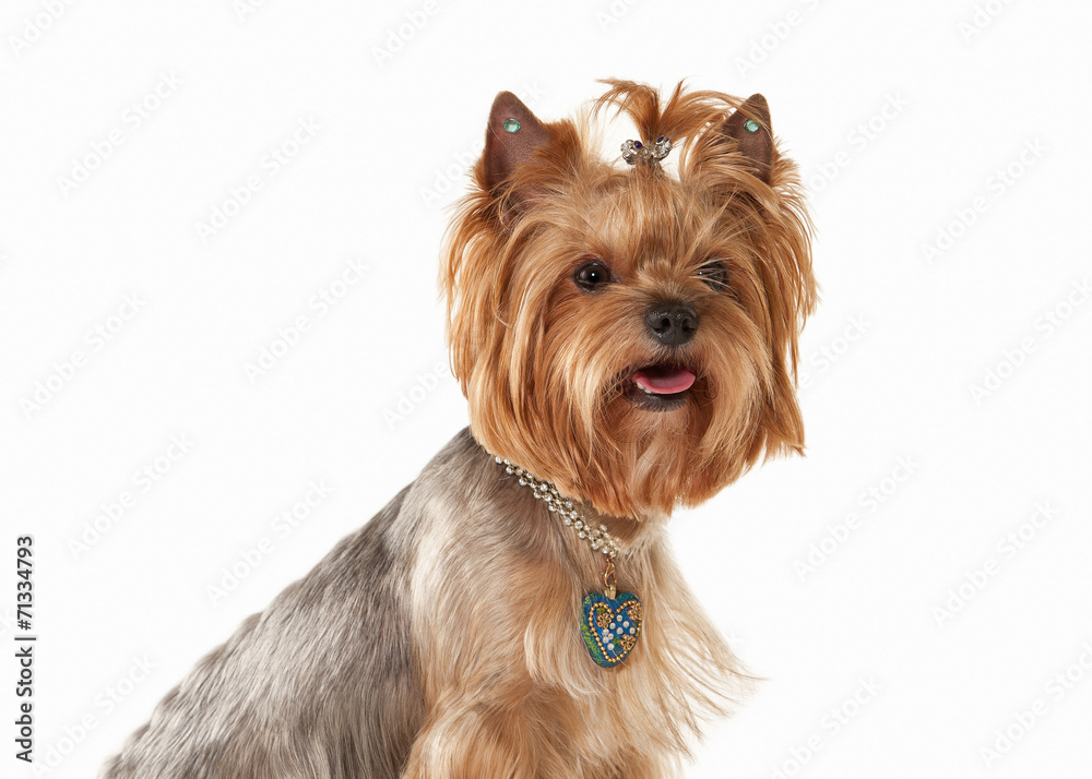 Dog. Yorkie puppy on white gradient background Dog. Yorkie puppy on white gradient background