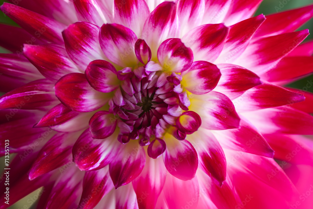 Single flower of dahlia colorl pink