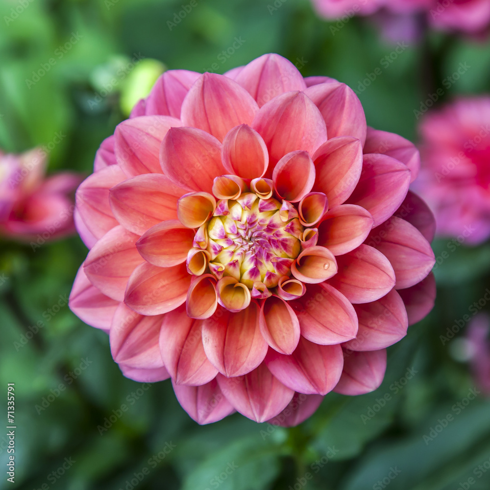 Fototapeta premium Single flower of dahlia colorl red
