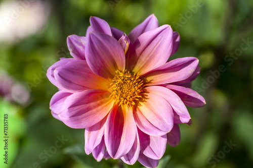 Fototapeta Naklejka Na Ścianę i Meble -  Single flower of dahlia colorl violet