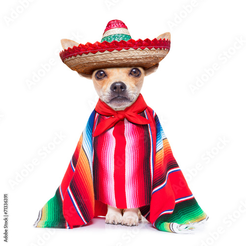 Fotografía maxican chihuahua