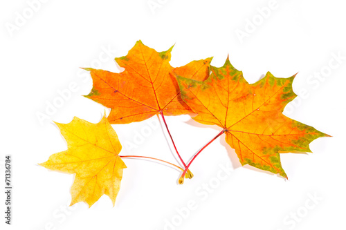 maple autumn leaves isolated on white background