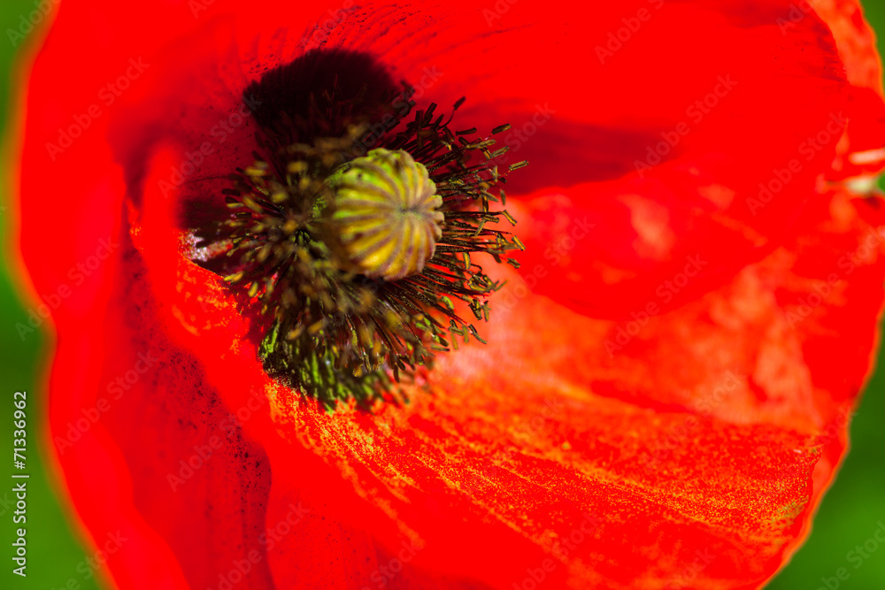 Closeup of the blooming red poppy flower Closeup of the blooming red poppy flower