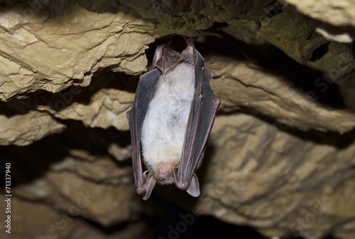 Greater mouse eared bat (Myotis myotis)
