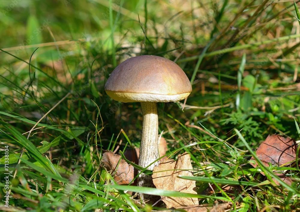 Mushroom (boletus edulis) in the autumn forest Mushroom (boletus edulis) in the autumn forest