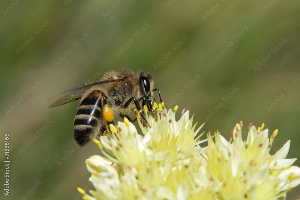Abeille sur un sedum Abeille sur un sedum