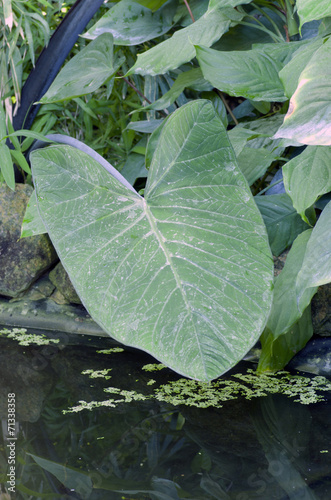 green plants in tropical forest photo