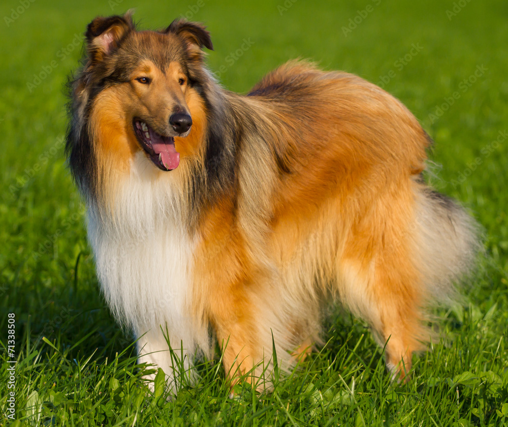 Langhaar-Collie dark-sable Langhaar-Collie dark-sable
