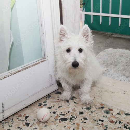 Westie photo