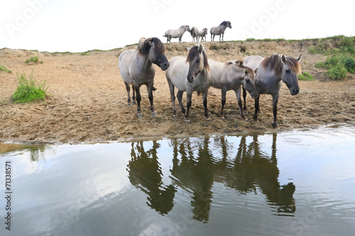 Konikpferde am Wasser