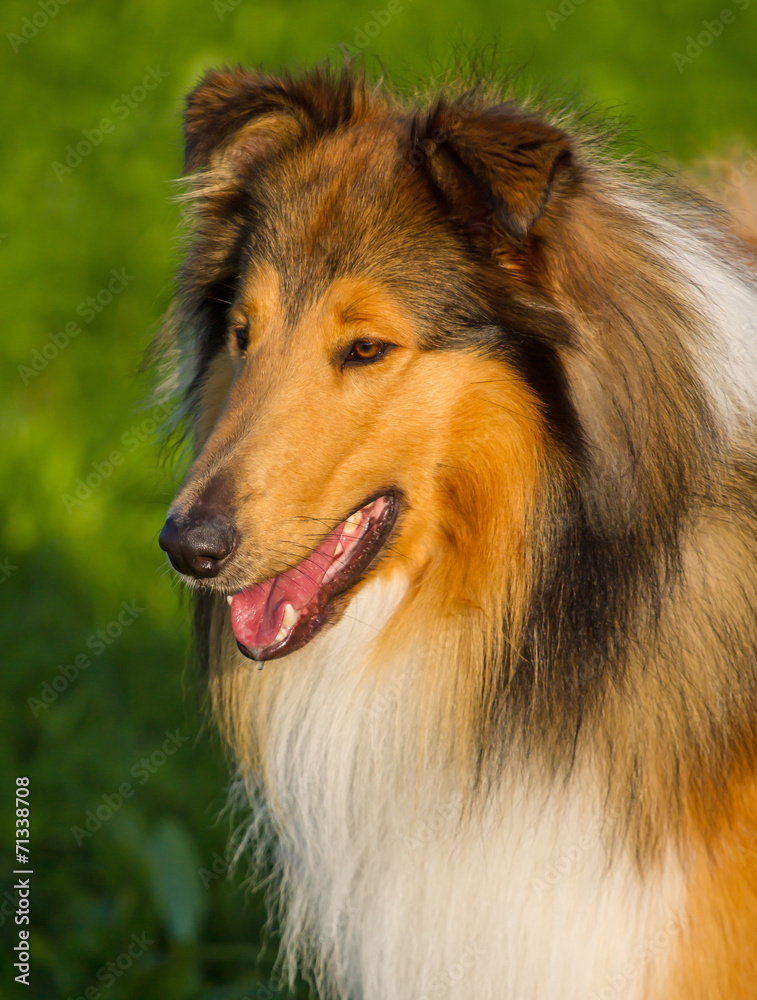 Collie-Rüde Langhaar dark-sable Collie-Rüde Langhaar dark-sable