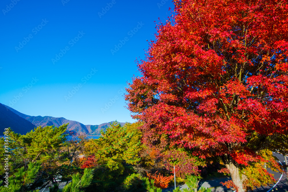 Autumn scenery of Japan