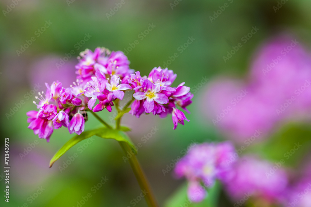 赤そばの花