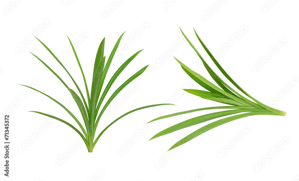 Pandanus Palm, Fragrant Pandan, Pandom wangi Pandanus Palm, Fragrant Pandan, Pandom wangi