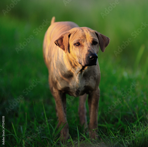 Fototapeta Naklejka Na Ścianę i Meble -  Thai Ridgeback Dog ready to attack