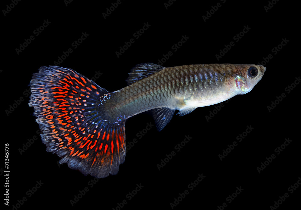 Fototapeta premium Beautiful Female Guppy Isolated on Black Background