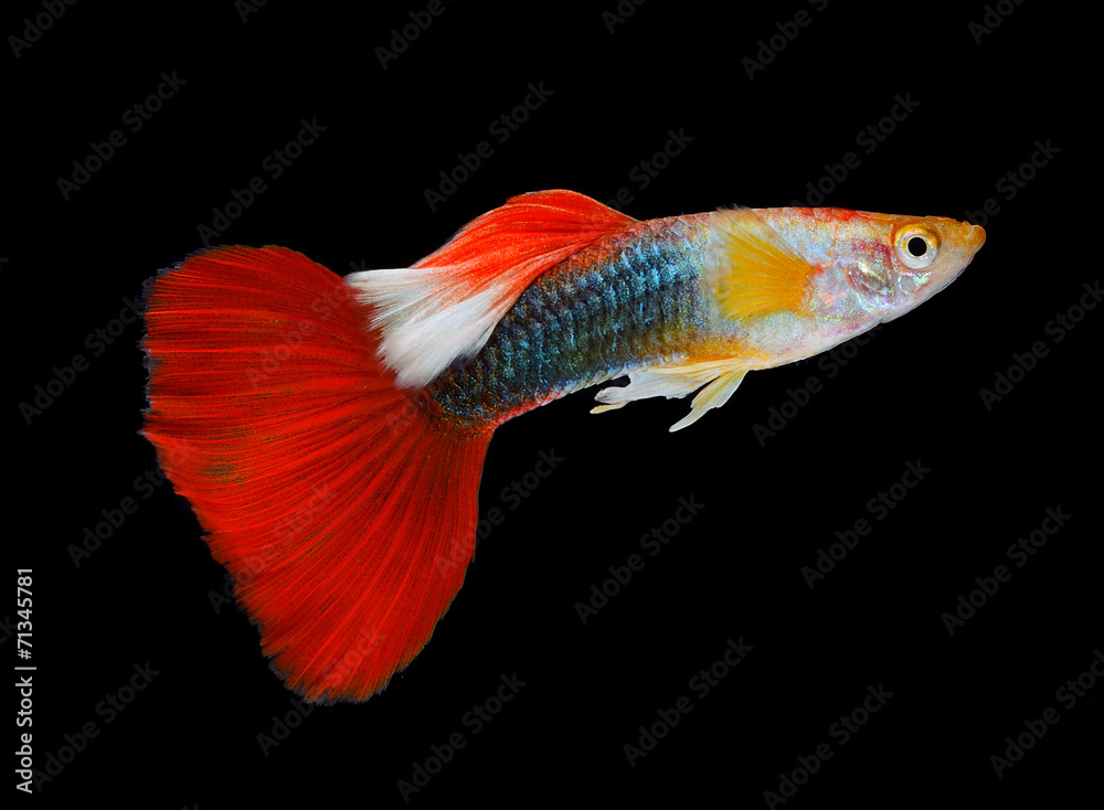 Fototapeta premium Beautiful Guppy Isolated on Black Background