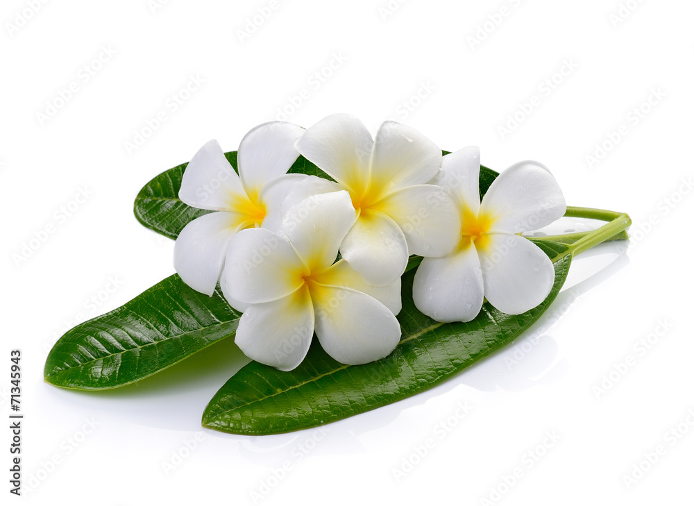 frangipani flower isolated white background frangipani flower isolated white background