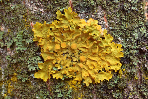 Xanthoria parietina foliose lichen on a bark photo