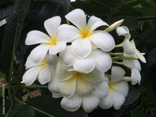 Beautiful white scented blooms with yellow centers of exotic