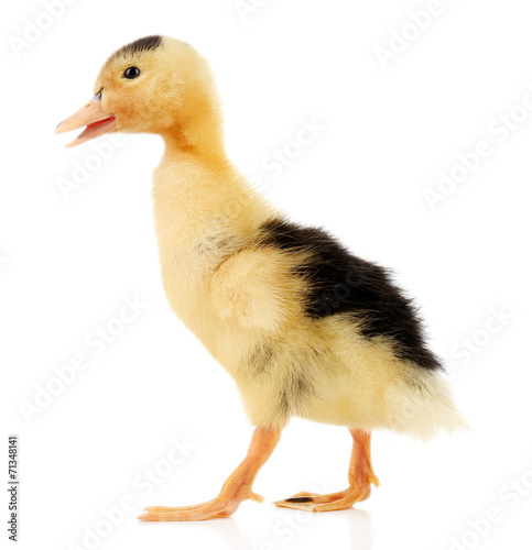 Little cute duckling isolated on white