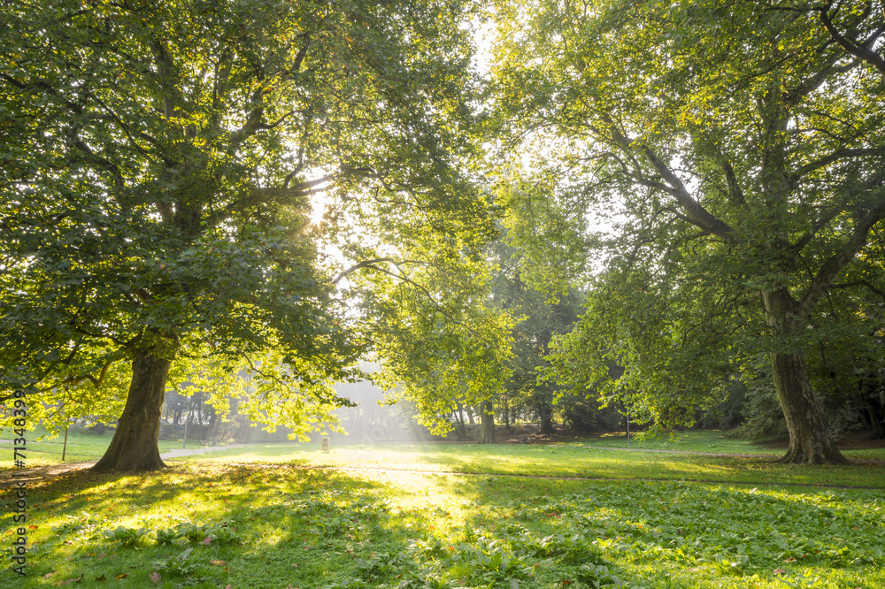 Naklejka premium Platan w parku miejskim