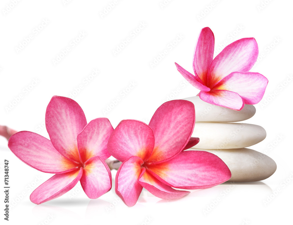 Fototapeta premium Kwiat frangipani na białym tle