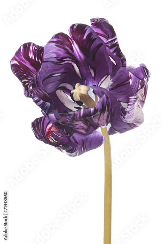 Fototapeta Naklejka Na Ścianę i Meble -  tulip