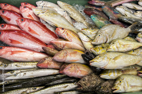 南国の鮮魚