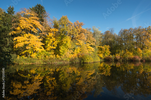 Bright yellow trees on the solar coast of the lake