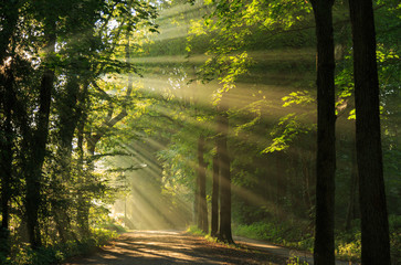 Fototapete Landschaften Sonnenstrahlen scheinen durch die Bäume im Wald.  © sanderstock
