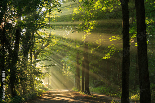 Fototapeta Naklejka Na Ścianę i Meble -  Sun rays shining through the trees in the forrest.