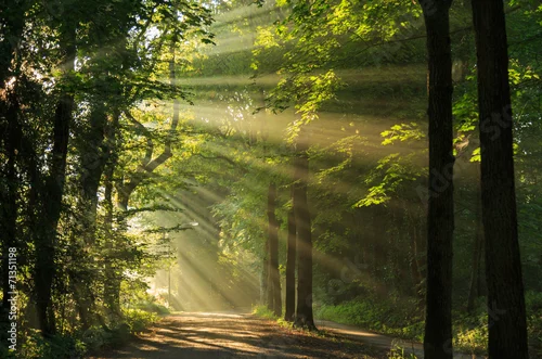 Panel kuchenny z motywem Sun rays shining through the trees in the forrest.
