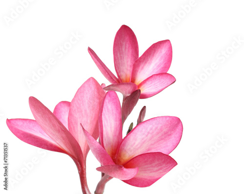Frangipani flower isolated © denphumi